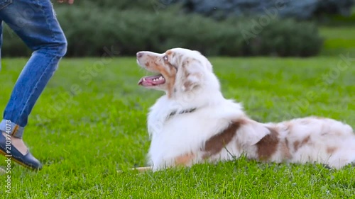 Australian shepherd shows tricks
