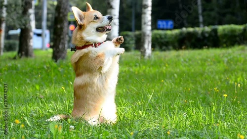 Cute welsh corny shows asking pose