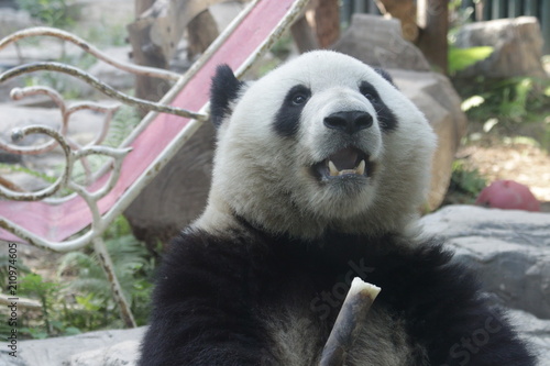 Fototapeta Naklejka Na Ścianę i Meble -  Giant Panda, Meng Lan, Enjoys Eating Bamboo Shoot, Beijing, China