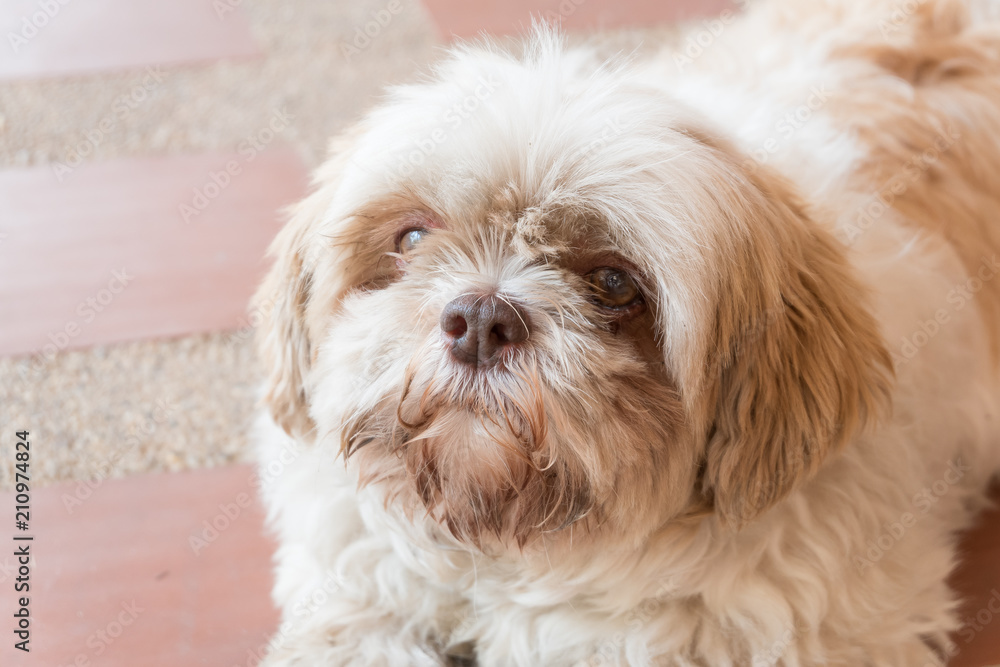 happy (shih tzu) dog eating biscuit looking happy but with dirty fur (with selective focus and tonal adjustment) happy (shih tzu) dog eating biscuit looking happy but with dirty fur (with selective focus and tonal adjustment)