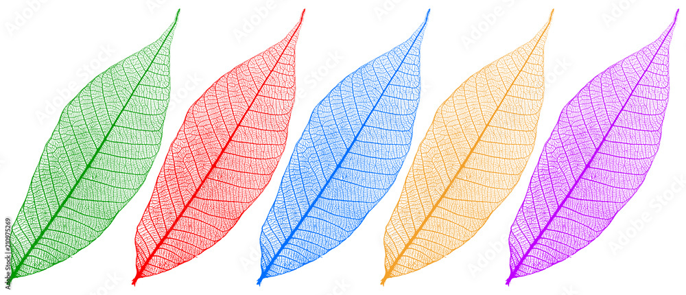  feuilles sèches couleurs, fond blanc 