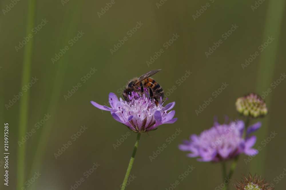 Biene auf Wildblume
