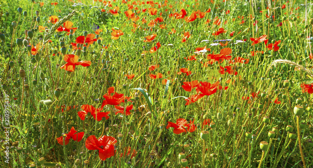 Poppies in a field in sunlight in summer
