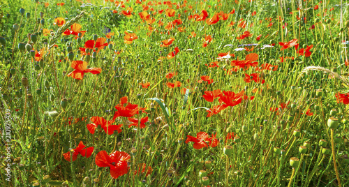 Fototapeta Naklejka Na Ścianę i Meble -  Poppies in a field in sunlight in summer
