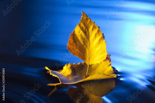 autumn leaf ship in blue water