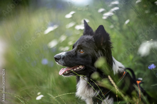 Pies border collie portret photo