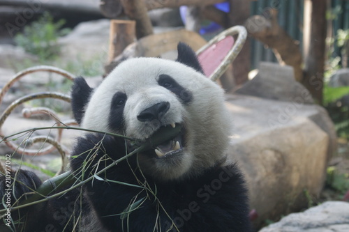 Fototapeta Naklejka Na Ścianę i Meble -  Giant Panda, Meng Lan , Enjoys Eating Bamboo Leaves, Beijing, China