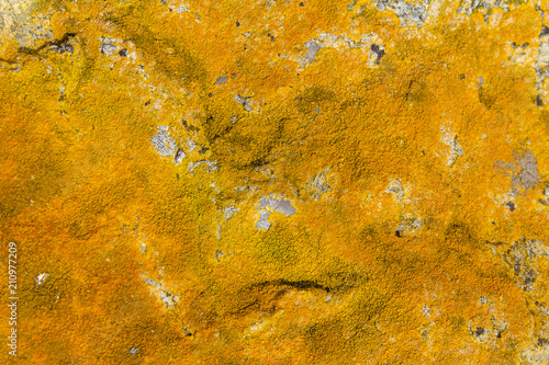orange lichen closeup