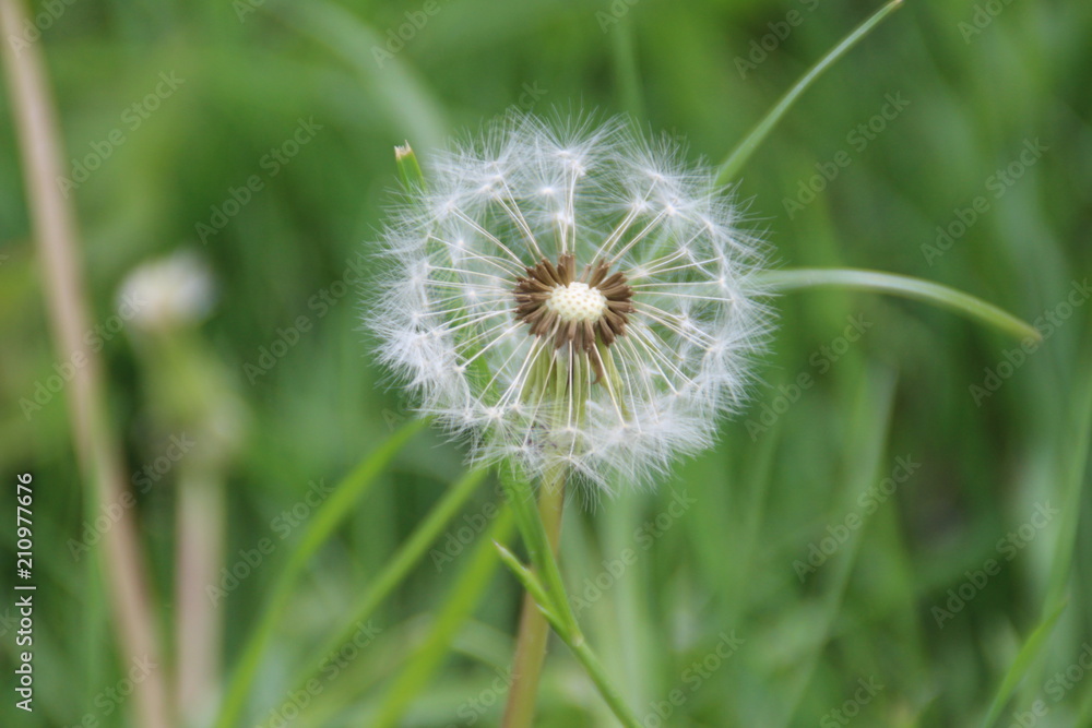 Fototapeta premium Pusteblume