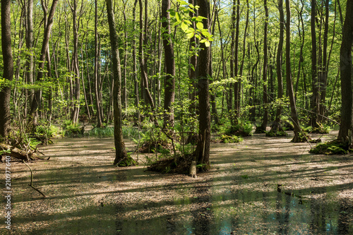 Erlenwald im Frühling