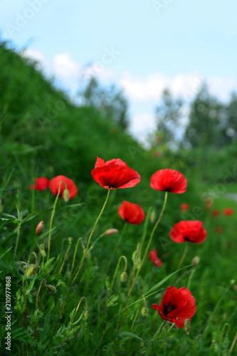 Field full of poppies flowers with sky background