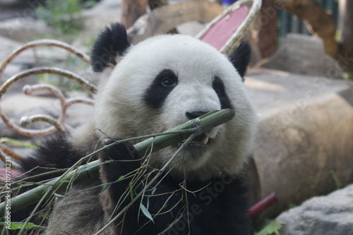 Fototapeta Naklejka Na Ścianę i Meble -  Giant Panda, Meng Lan , Enjoys Eating Bamboo Leaves, Beijing, China