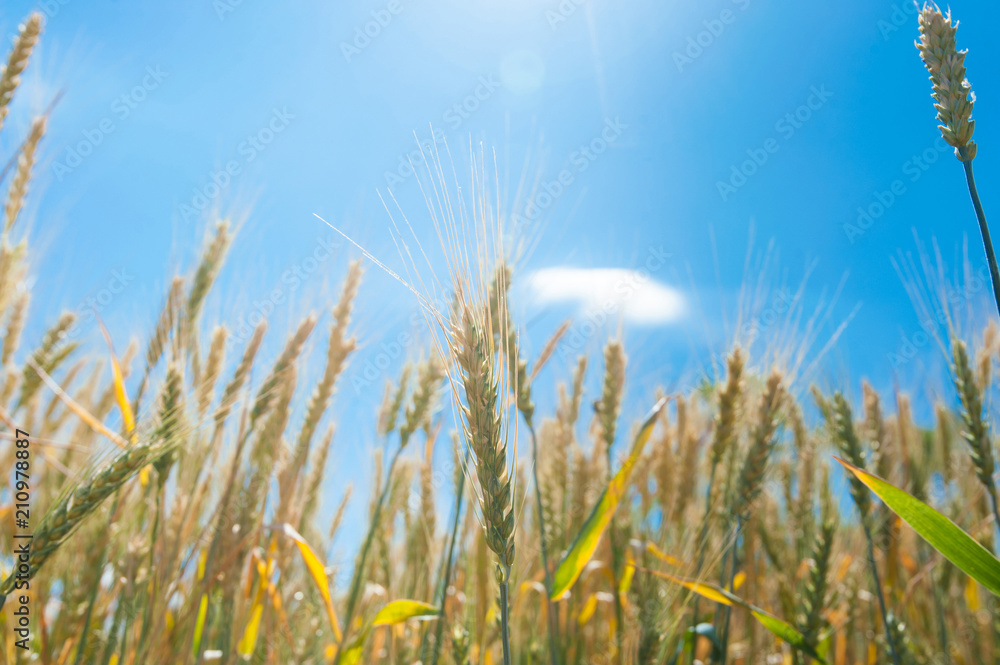 Obraz premium Sun glare through wheat ears.