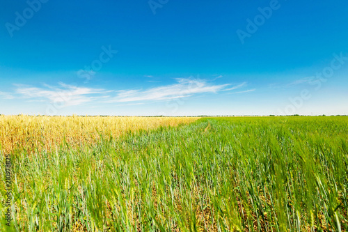 Green-yellow field, blue sky.