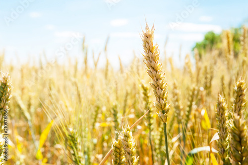 Wheat ears in the field.