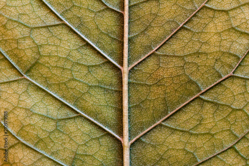 abstract macro texture of yellow leaf close-up