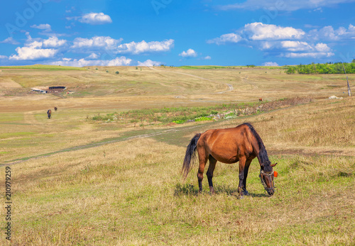 horse on the summer meadow