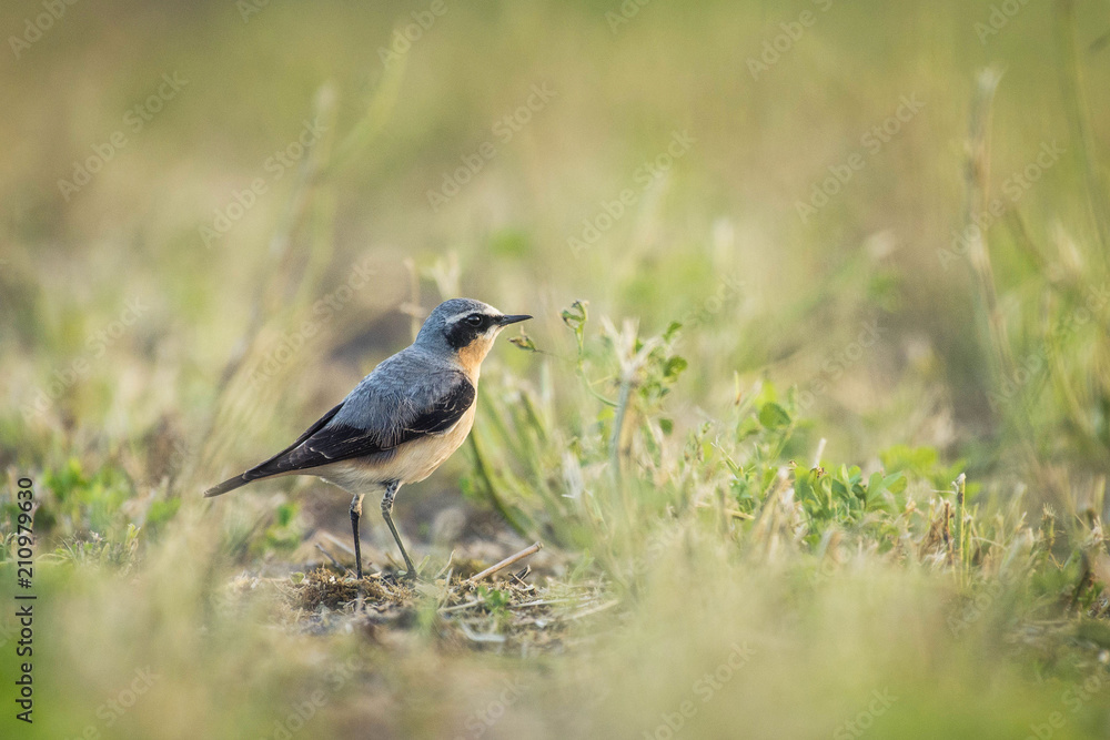 wheatear in a field