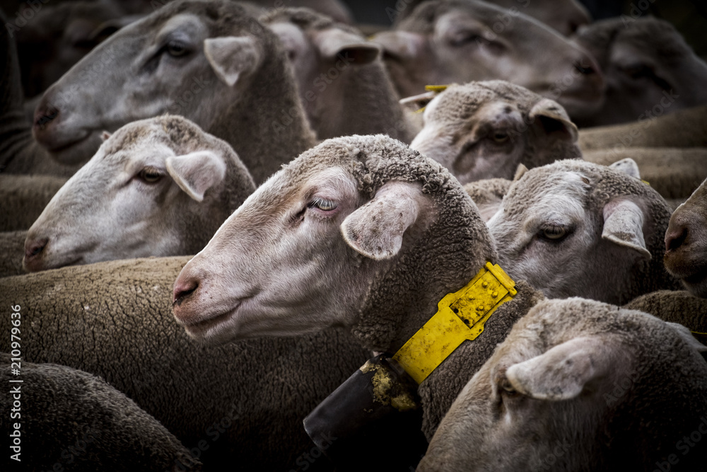 flock of sheep on a transhumance route flock of sheep on a transhumance route