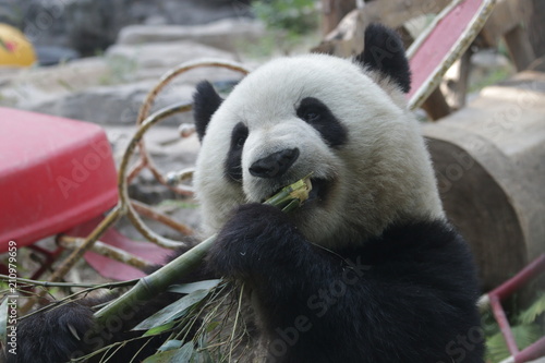 Fototapeta Naklejka Na Ścianę i Meble -  Giant Panda, Meng Lan , Enjoys Eating Bamboo Leaves, Beijing, China