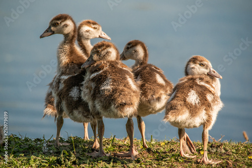 Küken Nilgans am See