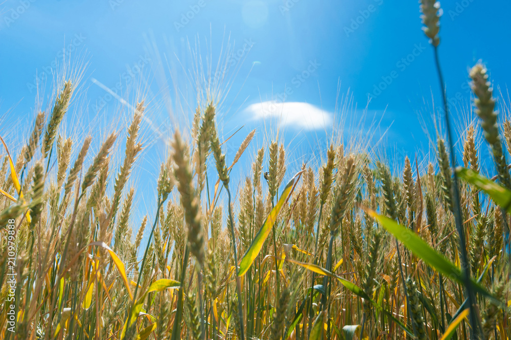 Obraz premium Sun glare through wheat ears.