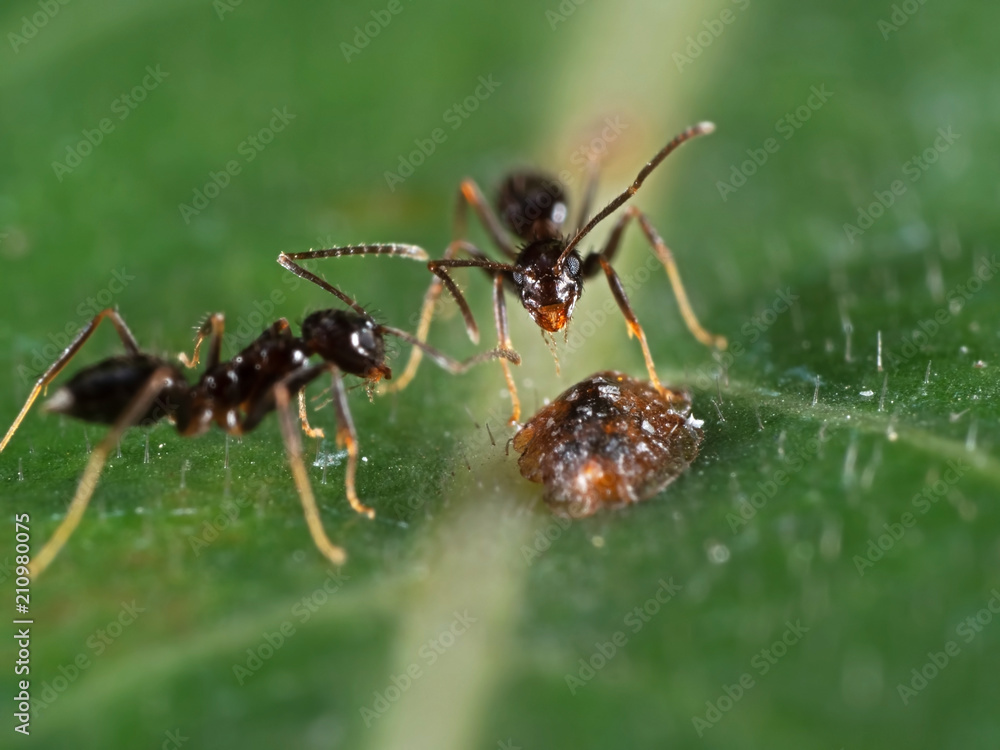 Macro Photo of Tiny Black Garden Ant with Scale Insect on Green Leaf Macro Photo of Tiny Black Garden Ant with Scale Insect on Green Leaf