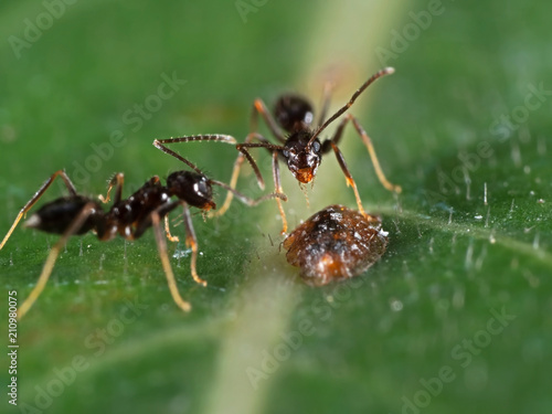 Macro Photo of Tiny Black Garden Ant with Scale Insect on Green Leaf
