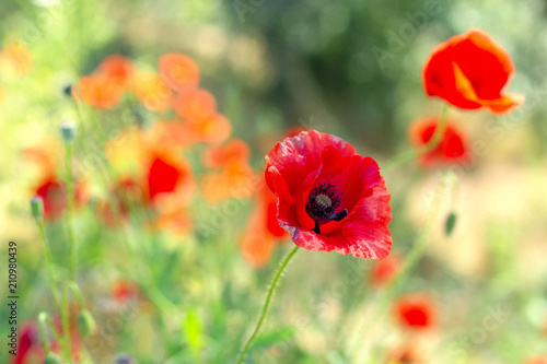 Fototapeta Naklejka Na Ścianę i Meble -  red poppy wild flowers