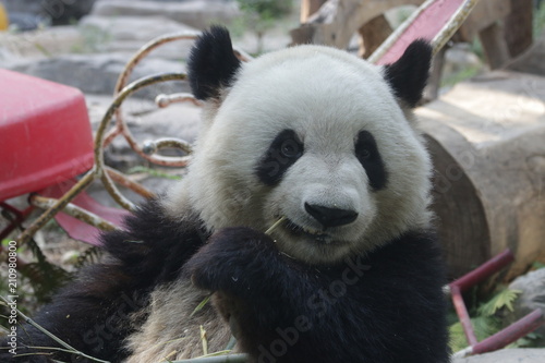 Fototapeta Naklejka Na Ścianę i Meble -  Giant Panda, Meng Lan , Enjoys Eating Bamboo Leaves, Beijing, China