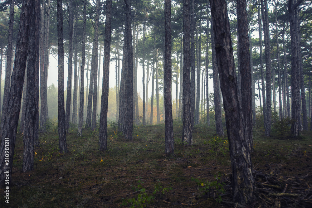 Fototapeta premium fairytale forest on misty morning 