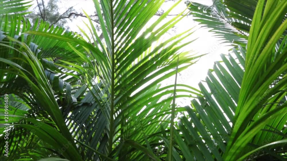 Details: sun look through the leaves of the fern and jungle trees Details: sun look through the leaves of the fern and jungle trees