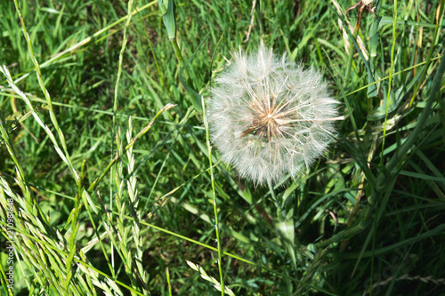 Fototapeta Naklejka Na Ścianę i Meble -  Large white dandelion growing in a summer meadow
