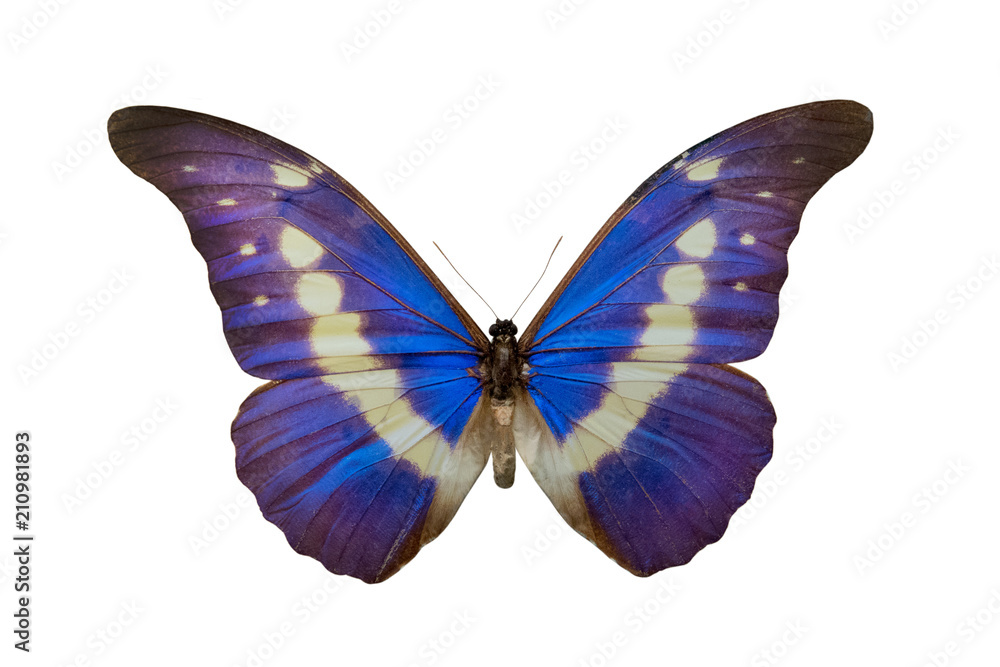 Obraz premium butterfly Morpho helena m
