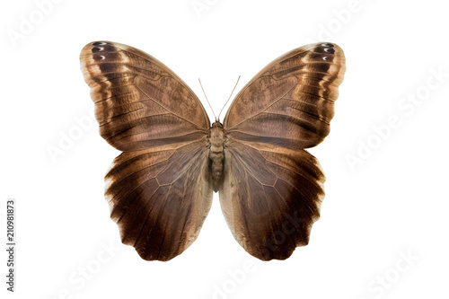 butterfly Caliqo brasiliensis f