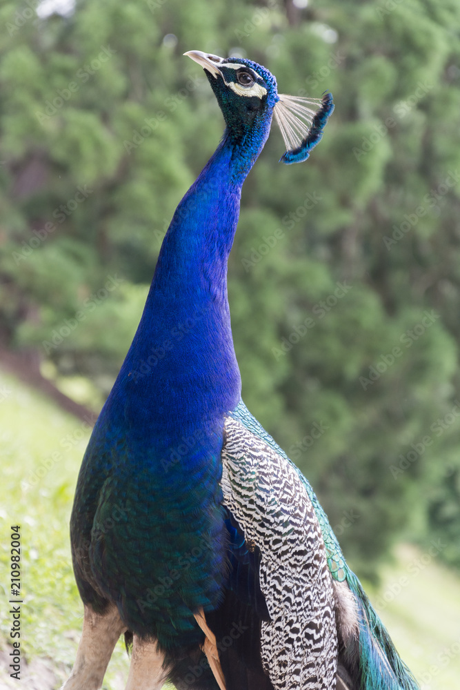 Obraz premium Peacocks at the Bagatelle Park, Paris.