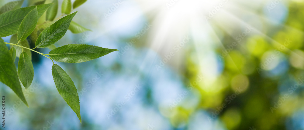 leaf on tree on green background leaf on tree on green background