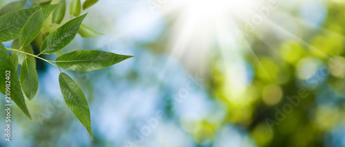  leaf on tree on green background