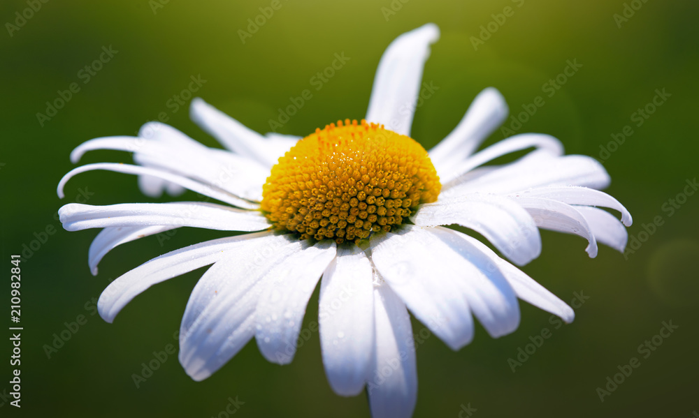 Obraz premium Macro Shot of white daisy flower in sunset light.