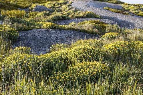 Fototapeta Naklejka Na Ścianę i Meble -  Rhodiola rosea (also known as Golden root, pink root) (lat. Rhodíola rosea) is a perennial herbaceous plant