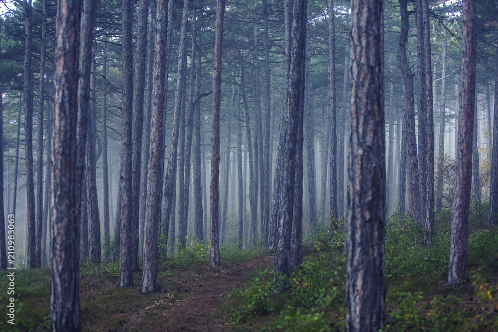 fairytale forest on misty morning 
