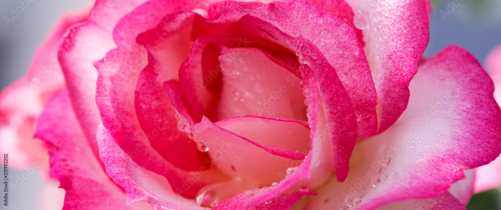 Pink rose closeup with water drops. Holiday background.