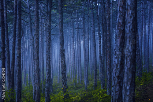dreamy forest on misty morning 