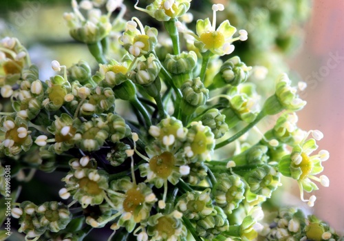 Fotografie small flowers of parsley biennial plant close up