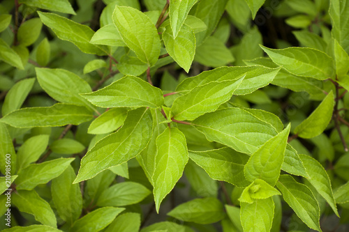 Green leaves and red branches of Red-osier Dogwood (Cornus sericea)