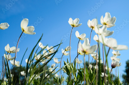 white flowers anemones in the meadow on blue sky