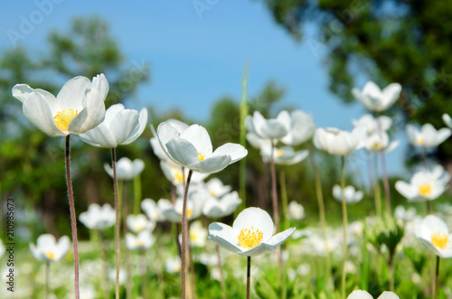 white flowers anemones in the meadow