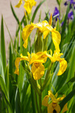 Iris pseudacorus yellow flowers