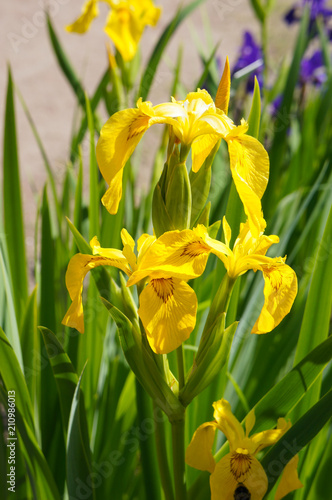 Fototapeta Naklejka Na Ścianę i Meble -  Iris pseudacorus yellow flowers
