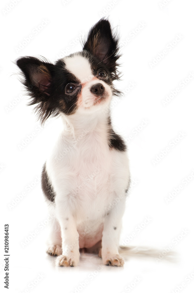 Fototapeta premium Junger Chihuahua sitzt auf weißem Hintergrund